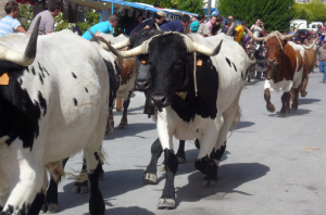 Cabestros del encierro