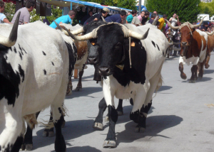 Cabestros del encierro